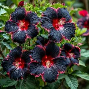 Гибискус садовый Файер Дэнсер купить по цене от 450р. в интернет-магазине «Посадика» с доставкой почтой в в Катав-Ивановске и по всей России – [изображение №1].