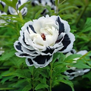 Пион Монохромный Шик купить по цене от 429р. в интернет-магазине «Посадика» с доставкой почтой в в Катав-Ивановске и по всей России – [изображение №1].