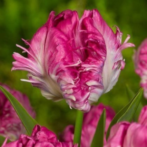 Тюльпан махровый Кул Кристал купить по цене от 400р. в интернет-магазине «Посадика» с доставкой почтой в в Катав-Ивановске и по всей России – [изображение №1].