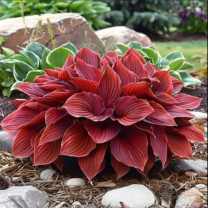 Хоста Малыш Шедевр купить по цене от 421р. в интернет-магазине «Посадика» с доставкой почтой в в Катав-Ивановске и по всей России – [изображение №1].