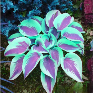 Хоста Висперин Бьюти купить по цене от 379р. в интернет-магазине «Посадика» с доставкой почтой в в Катав-Ивановске и по всей России – [изображение №1].