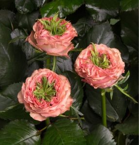 Роза Амбер Инчант купить по цене от 495р. в интернет-магазине «Посадика» с доставкой почтой в в Катав-Ивановске и по всей России – [изображение №1].