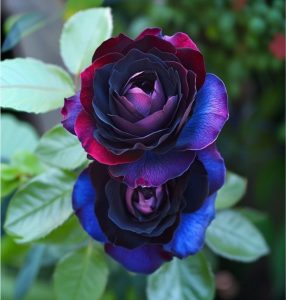 Роза Скарлет Рэвери купить по цене от 489р. в интернет-магазине «Посадика» с доставкой почтой в в Катав-Ивановске и по всей России – [изображение №1].