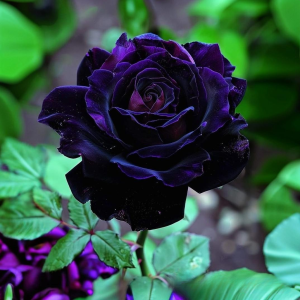 Роза Блэк Пантер купить по цене от 319р. в интернет-магазине «Посадика» с доставкой почтой в в Катав-Ивановске и по всей России – [изображение №1].