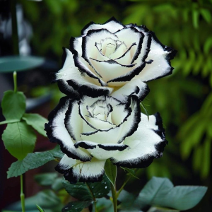 Роза Силк Ивин купить по цене от 319р. в интернет-магазине «Посадика» с доставкой почтой в в Катав-Ивановске и по всей России – [изображение №1].