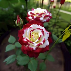 Роза Роял Глом купить по цене от 401р. в интернет-магазине «Посадика» с доставкой почтой в в Катав-Ивановске и по всей России – [изображение №1].