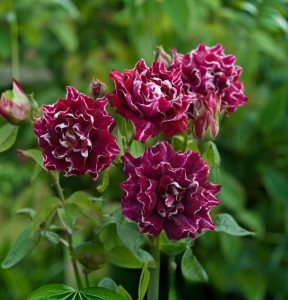 Роза Опаловый Пейзаж купить по цене от 490р. в интернет-магазине «Посадика» с доставкой почтой в в Катав-Ивановске и по всей России – [изображение №1].