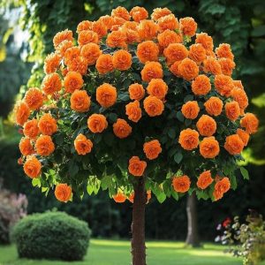 Роза Солнечный Шарм купить по цене от 349р. в интернет-магазине «Посадика» с доставкой почтой в в Катав-Ивановске и по всей России – [изображение №1].