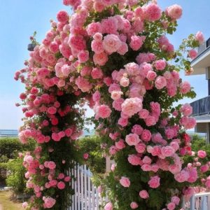 Роза Пастель Розе купить по цене от 605р. в интернет-магазине «Посадика» с доставкой почтой в в Катав-Ивановске и по всей России – [изображение №1].