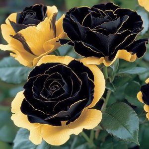 Роза Ханни Сикл купить по цене от 700р. в интернет-магазине «Посадика» с доставкой почтой в в Катав-Ивановске и по всей России – [изображение №1].