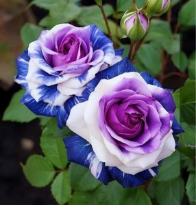 Роза Айвори Каскад купить по цене от 420р. в интернет-магазине «Посадика» с доставкой почтой в в Катав-Ивановске и по всей России – [изображение №1].