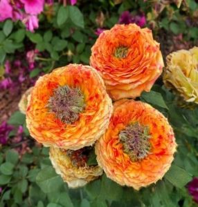 Роза Золотой Мираж купить по цене от 420р. в интернет-магазине «Посадика» с доставкой почтой в в Катав-Ивановске и по всей России – [изображение №1].