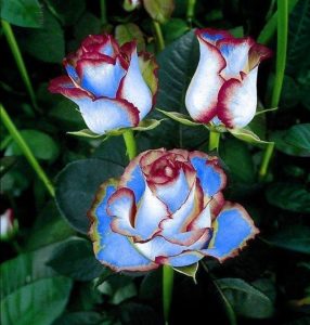 Роза Сафайер Пэтл купить по цене от 450р. в интернет-магазине «Посадика» с доставкой почтой в в Катав-Ивановске и по всей России – [изображение №1].