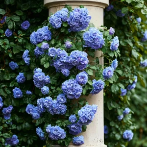 Роза плетистая Блю Перпл купить по цене от 540р. в интернет-магазине «Посадика» с доставкой почтой в в Катав-Ивановске и по всей России – [изображение №1].